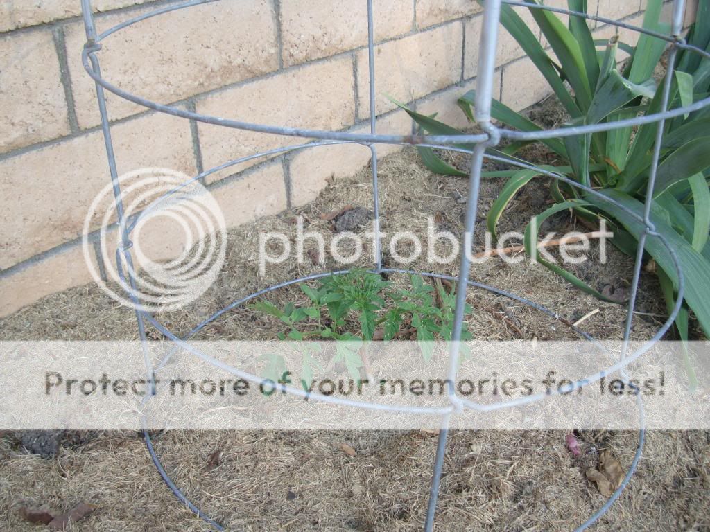  photo DSC05825_zps28f36184.jpg